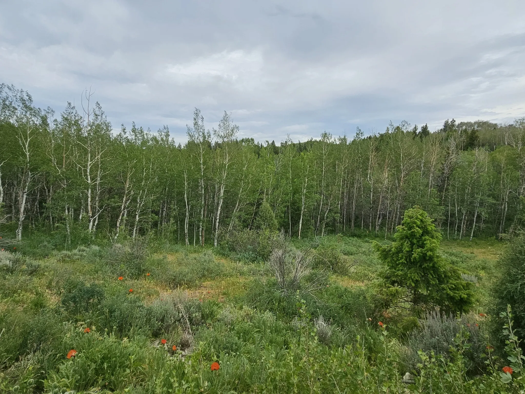 Expansive natural landscape featuring a dense forest of slender trees, verdant undergrowth, and scattered wildflowers