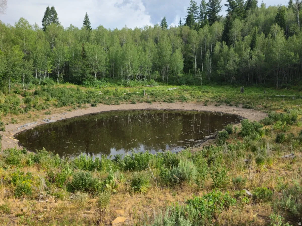 Natural pond surrounded by varied vegetation and a dense forest backdrop