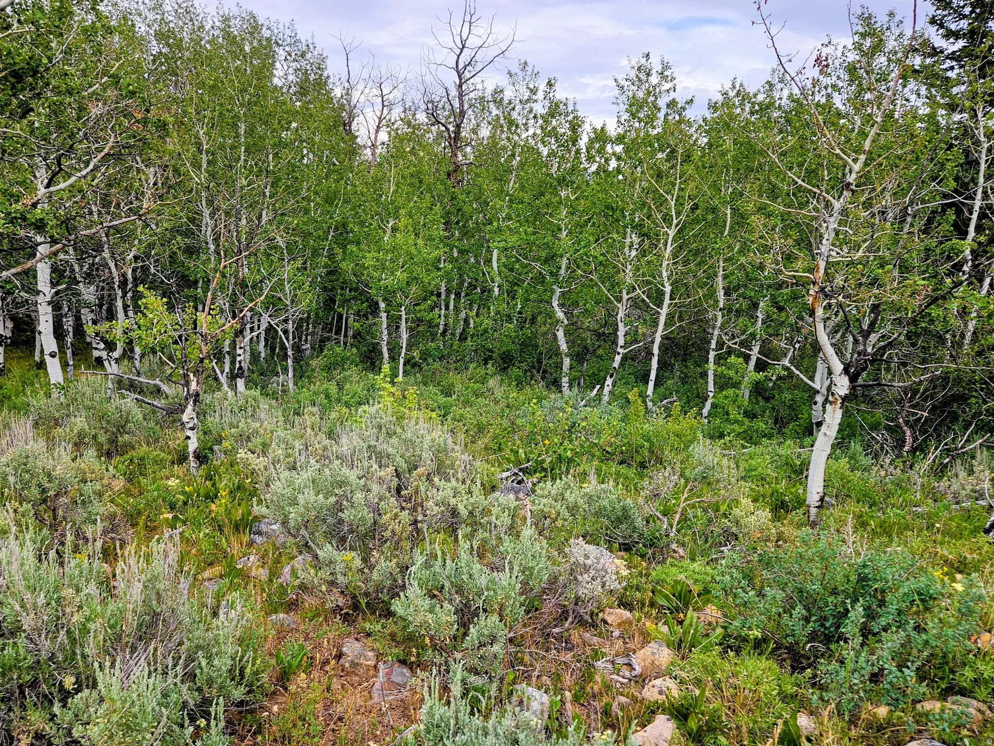 Dense aspen grove with lush undergrowth