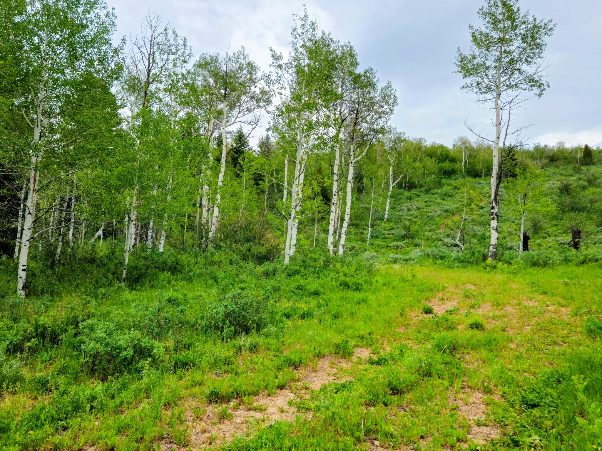 Expansive natural landscape featuring abundant green foliage and mature trees