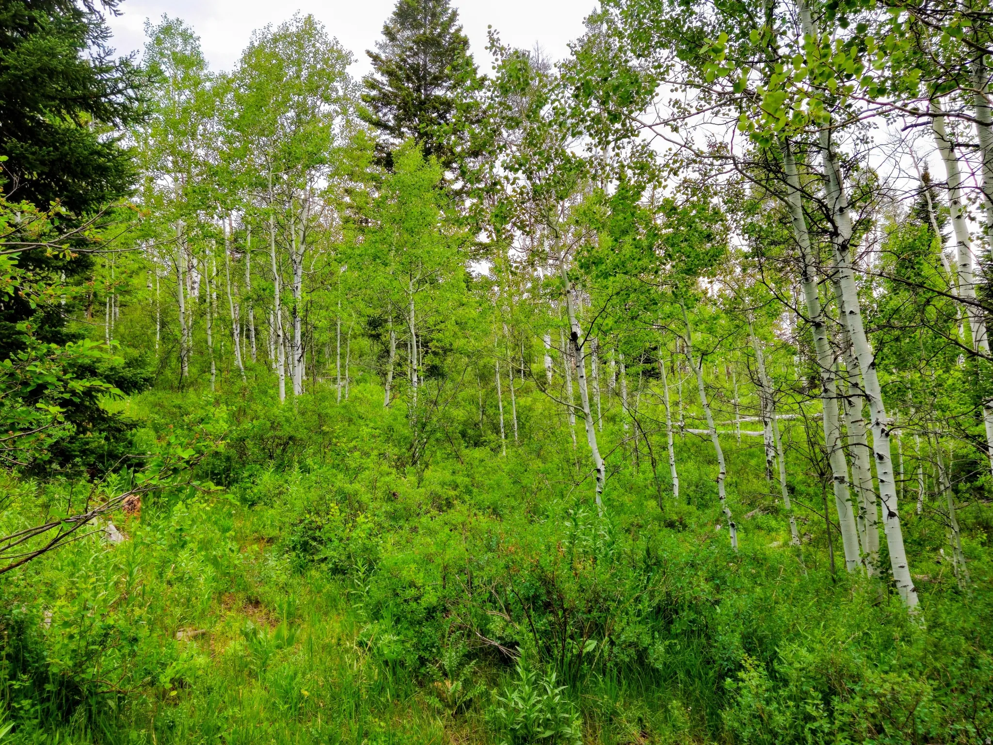 Wooded acreage featuring a mix of mature deciduous and evergreen trees, dense undergrowth, and varying terrain