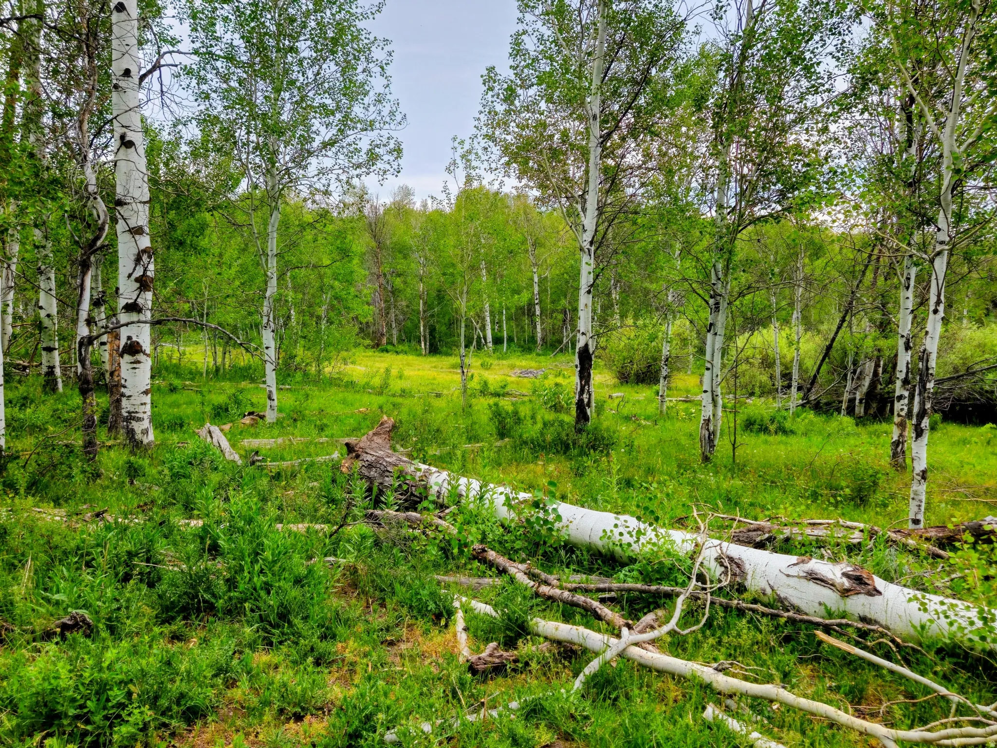 Wooded landscape featuring a variety of mature trees and verdant undergrowth