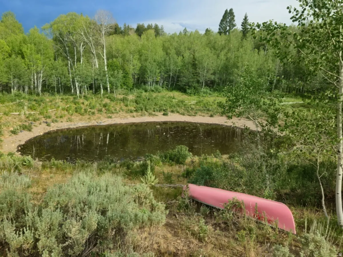 Natural pond feature surrounded by varied vegetation and a dense tree line