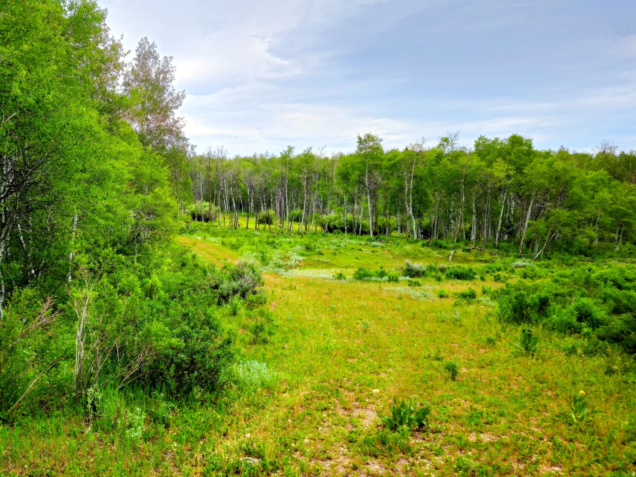 Expansive natural landscape featuring lush green foliage and mature aspen trees