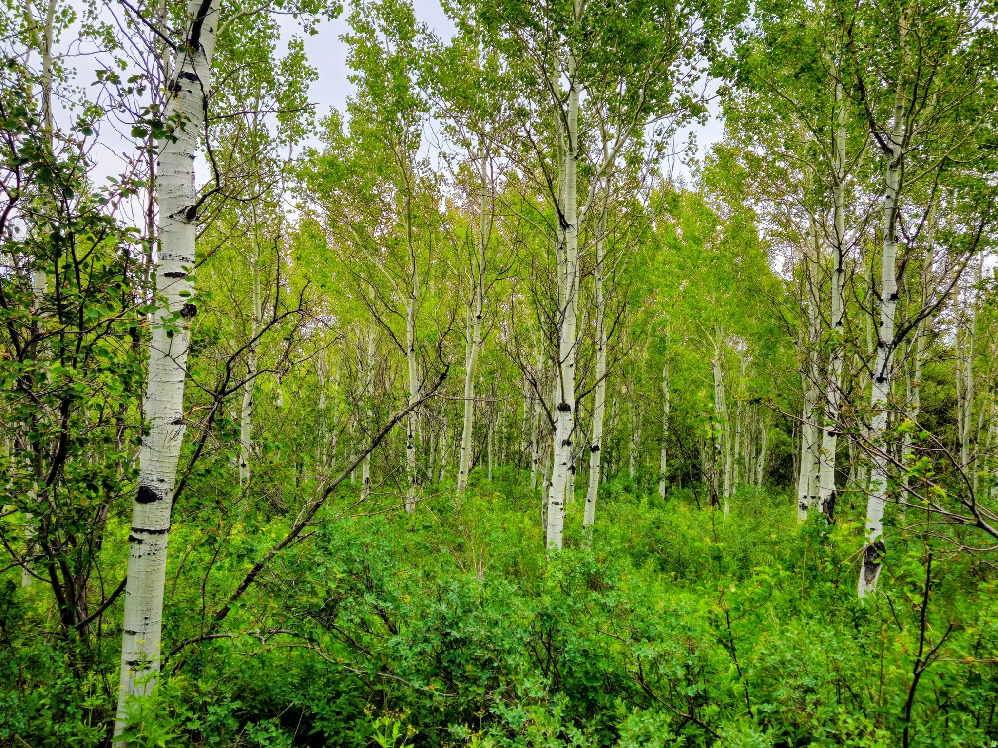 Dense woodland featuring mature aspen trees and lush undergrowth