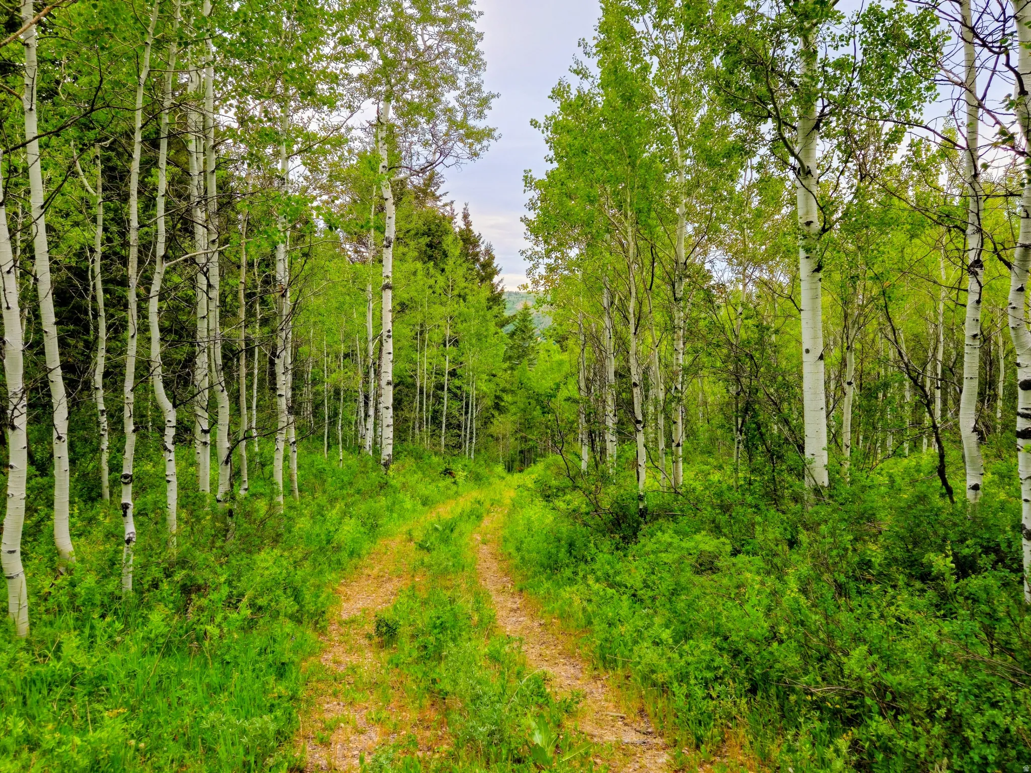 Wooded landscape featuring a dirt path, numerous aspen trees, and abundant green foliage