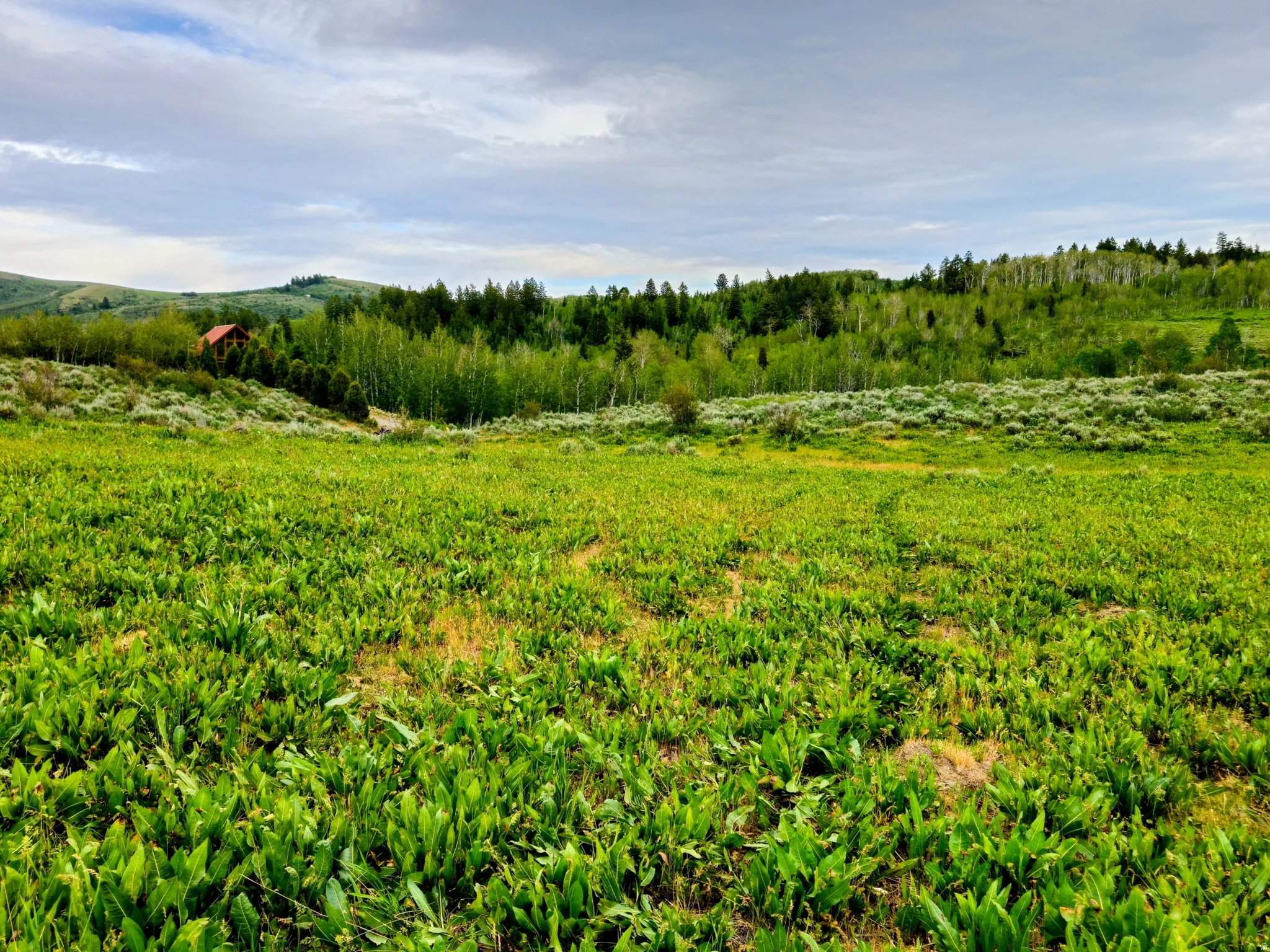 Expansive land parcel featuring open green fields, a distant red-roofed structure, and a backdrop of rolling hills with dense evergreen and deciduous trees