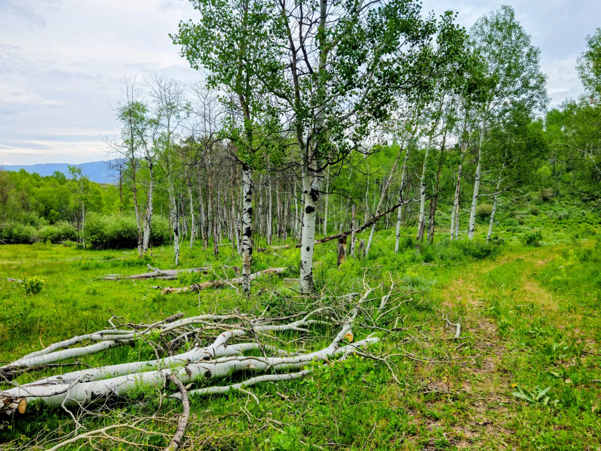 Wooded landscape featuring a natural path, scattered logs, and distant mountains under a cloudy sky