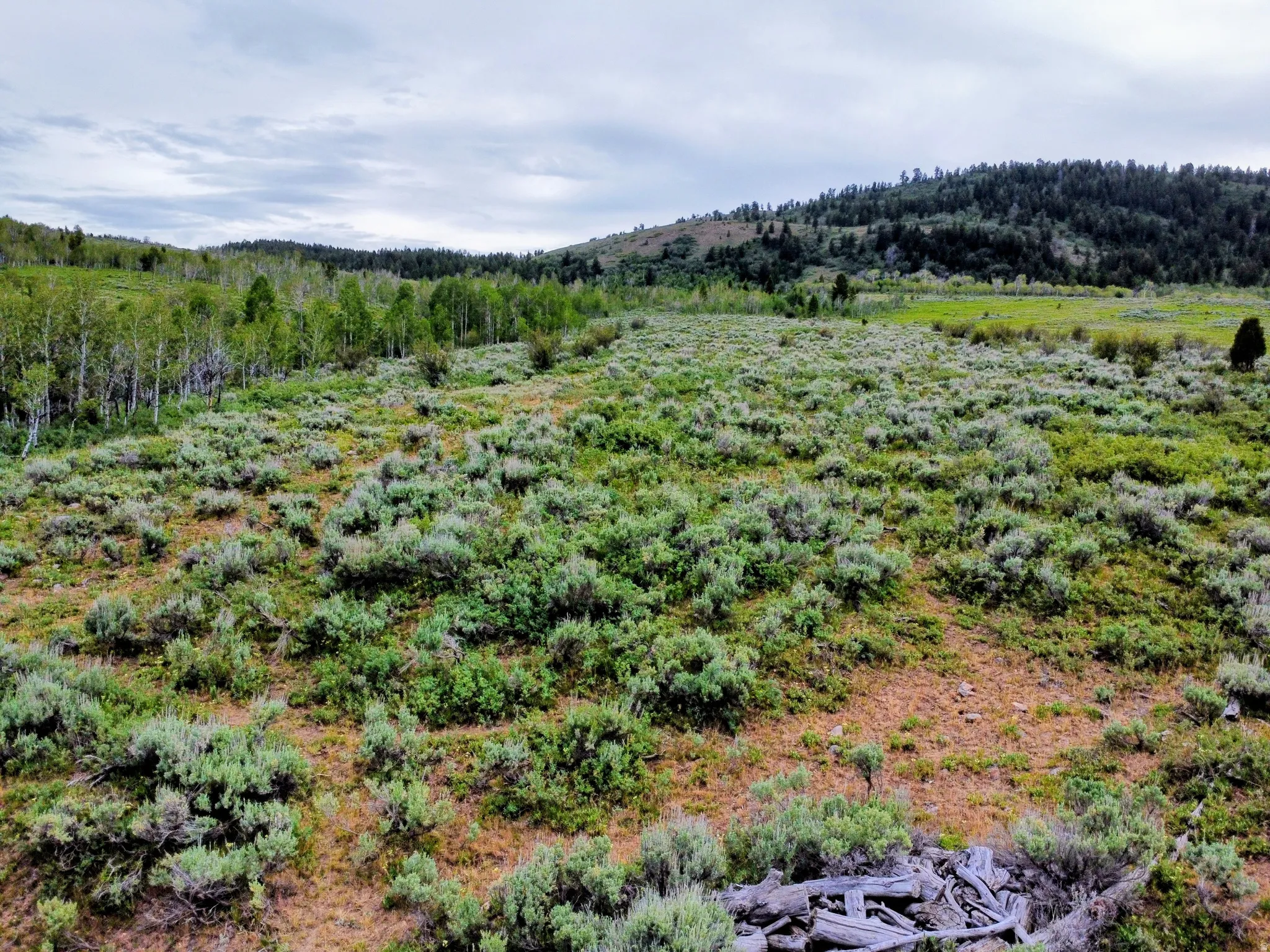 Expansive open land featuring diverse natural vegetation, including mature trees and varied green foliage