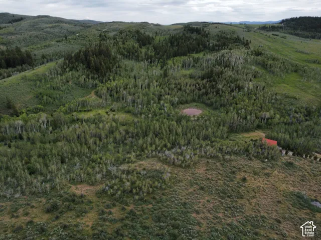 Expansive natural landscape featuring dense tree coverage, open grassy areas, and a visible pond