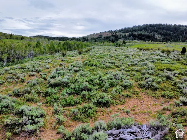 Expansive open land featuring diverse natural vegetation, including mature trees and varied green foliage