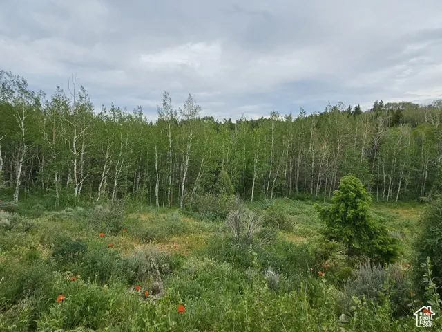 Expansive natural landscape featuring a dense forest of slender trees, verdant undergrowth, and scattered wildflowers