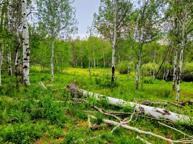 Wooded landscape featuring a variety of mature trees and verdant undergrowth