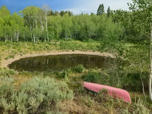 Natural pond feature surrounded by varied vegetation and a dense tree line