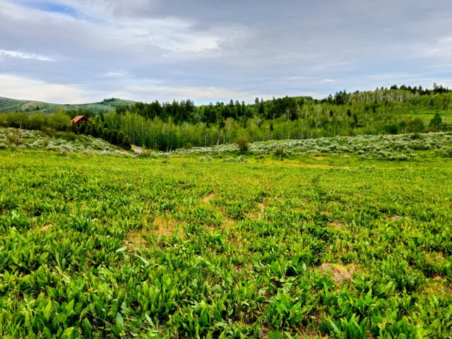 Expansive land parcel featuring open green fields, a distant red-roofed structure, and a backdrop of rolling hills with dense evergreen and deciduous trees