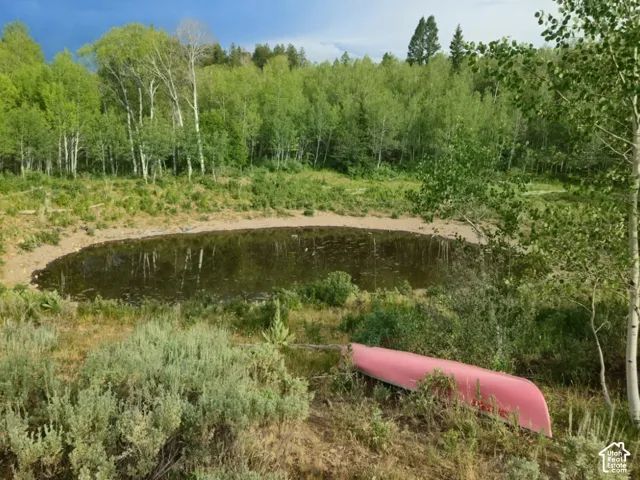 Natural pond feature surrounded by varied vegetation and a dense tree line