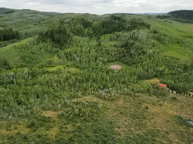 Expansive acreage featuring rolling hills and dense tree coverage