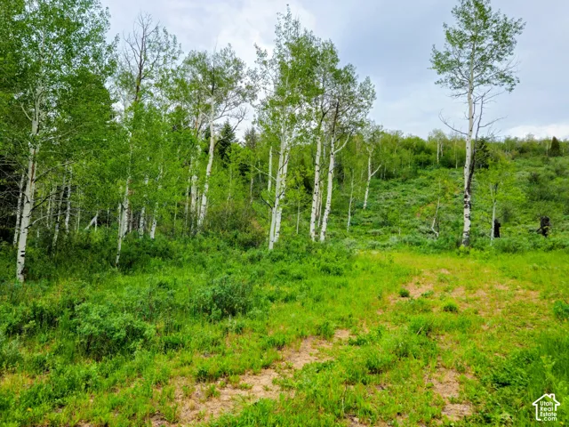 Expansive natural landscape featuring abundant green foliage and mature trees