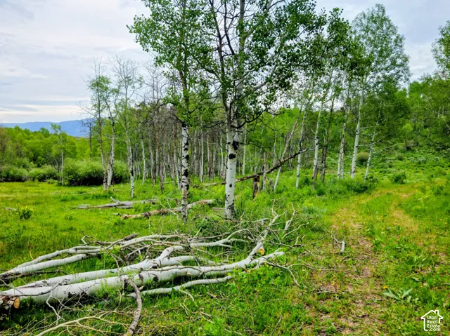 Wooded landscape featuring a natural path, scattered logs, and distant mountains under a cloudy sky