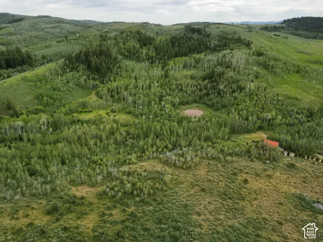 Expansive acreage featuring rolling hills and dense tree coverage