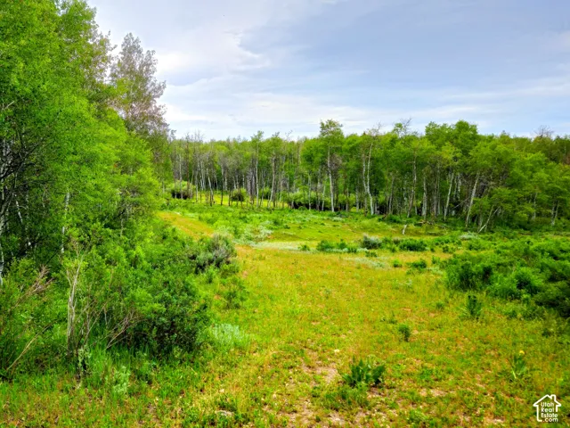 Expansive natural landscape featuring lush green foliage and mature aspen trees