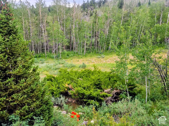 Natural landscape featuring a variety of evergreen trees, deciduous trees, and undergrowth