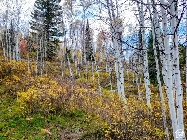 Sloping terrain with natural ground cover, mature deciduous trees, and evergreen trees
