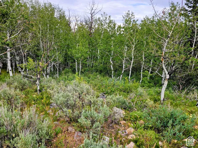 Dense aspen grove with lush undergrowth