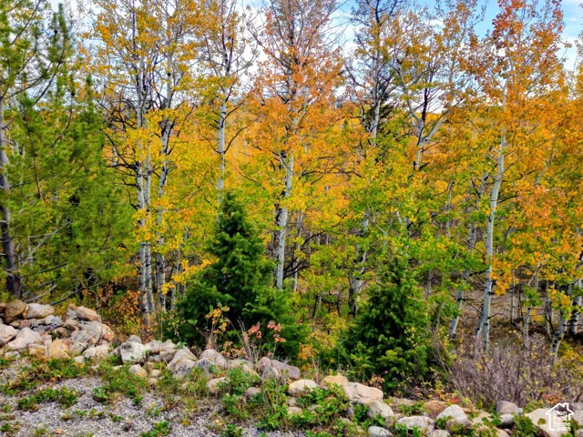 Natural landscape featuring diverse trees, including evergreens and deciduous trees with autumn foliage