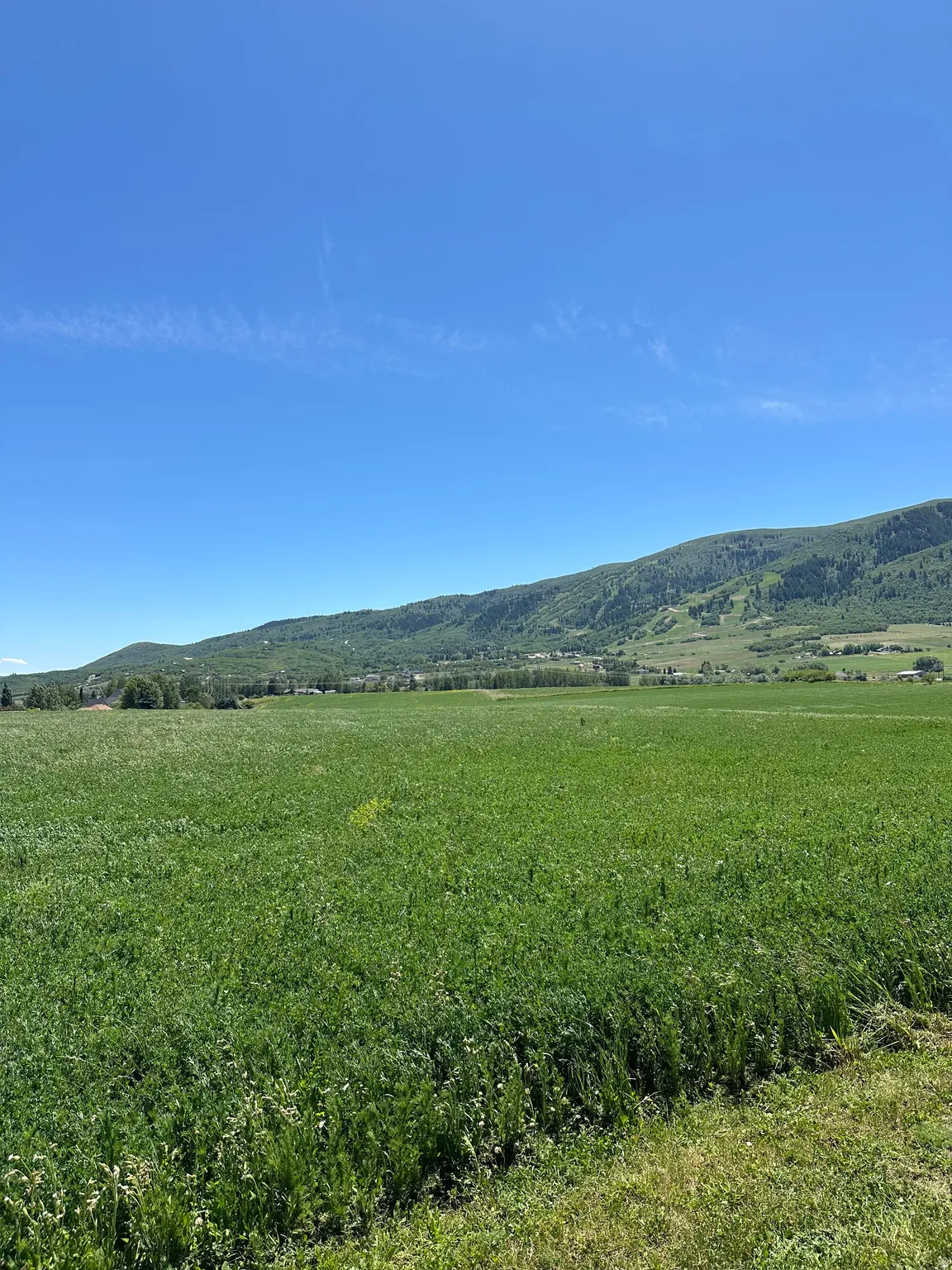 Expansive green field under a clear blue sky, featuring distant treed mountains and a far-off cluster of buildings