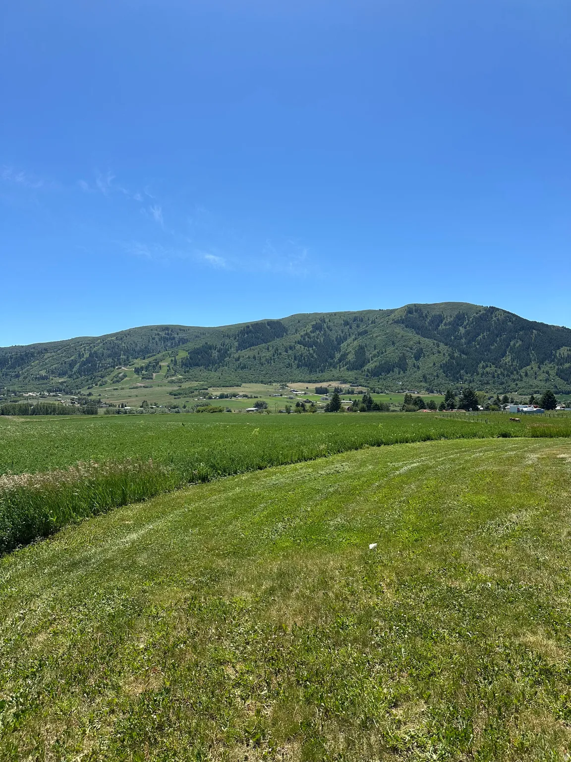 Expansive green landscape featuring a distant tree-covered mountain range under a clear blue sky