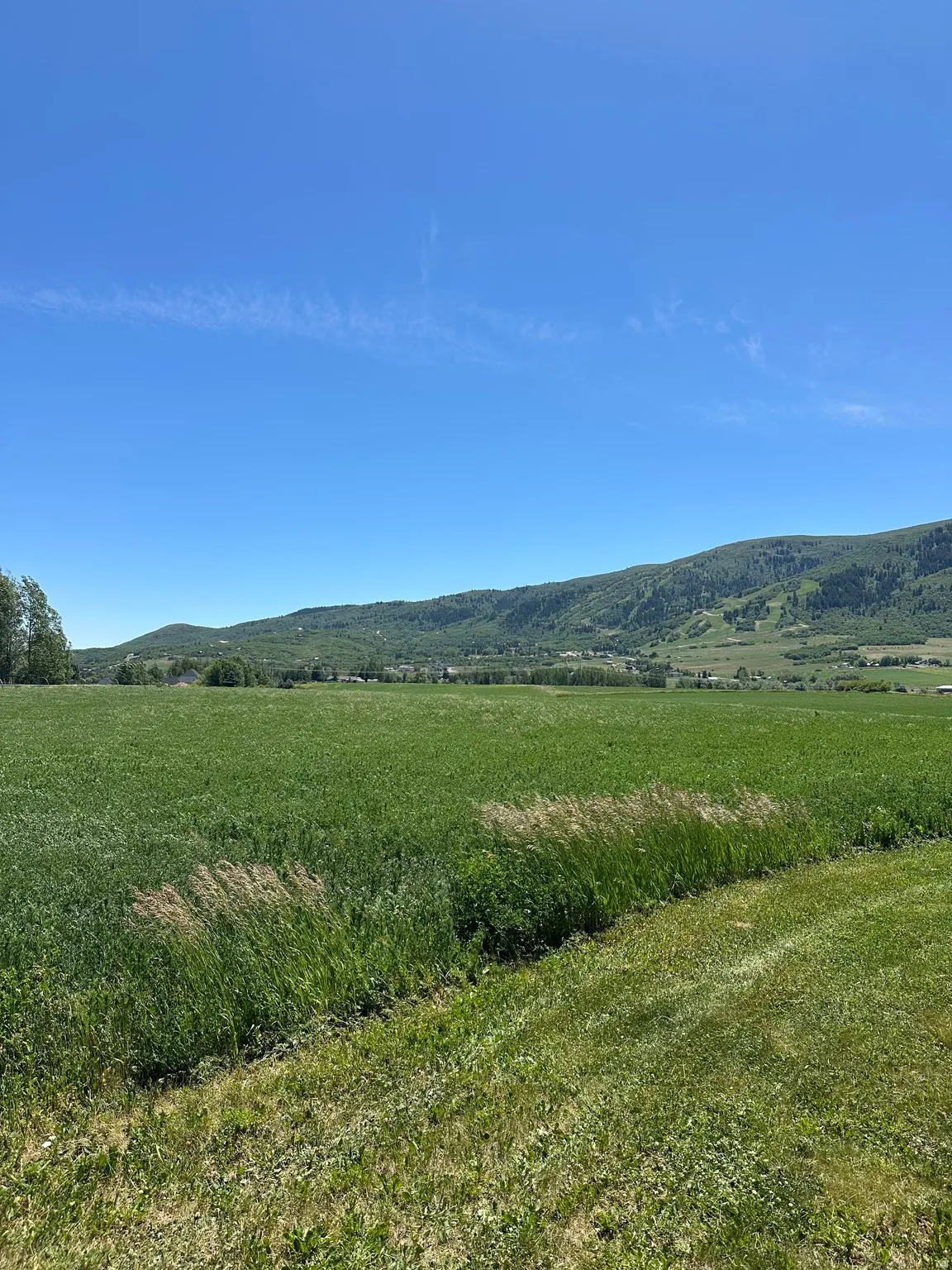 Expansive green fields extending towards distant tree-covered mountains under a clear blue sky