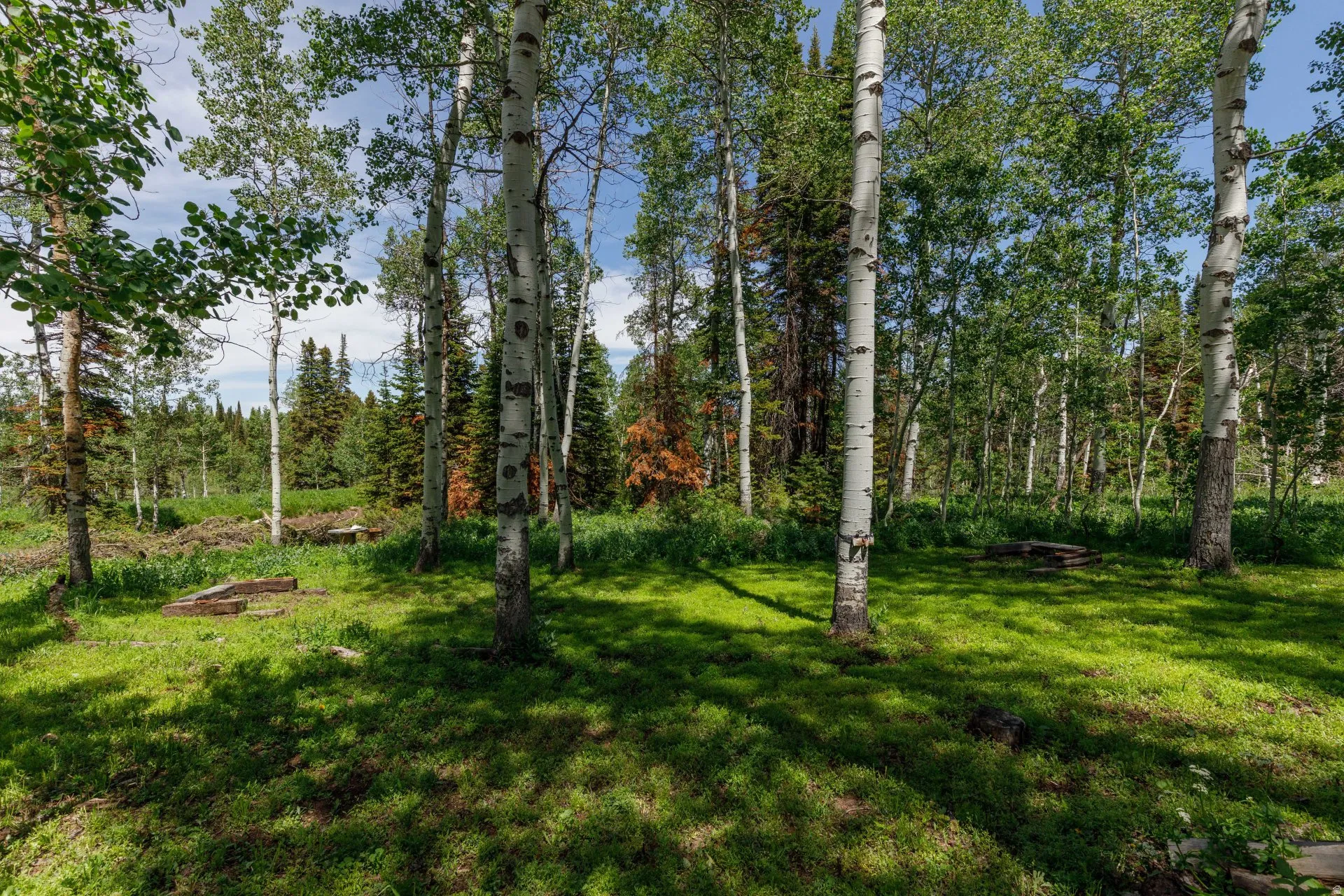 Expansive wooded clearing featuring lush green ground cover and mature deciduous and coniferous trees