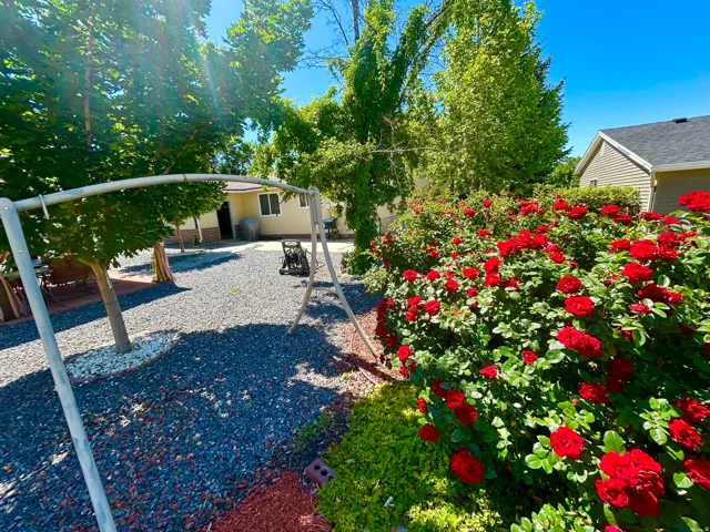 Expansive backyard featuring vibrant red rose bushes, mature shade trees, and a gravel ground cover