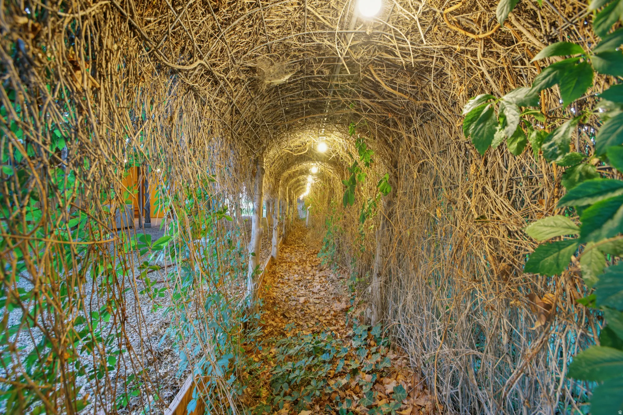 Arched botanical walkway with integrated overhead lighting