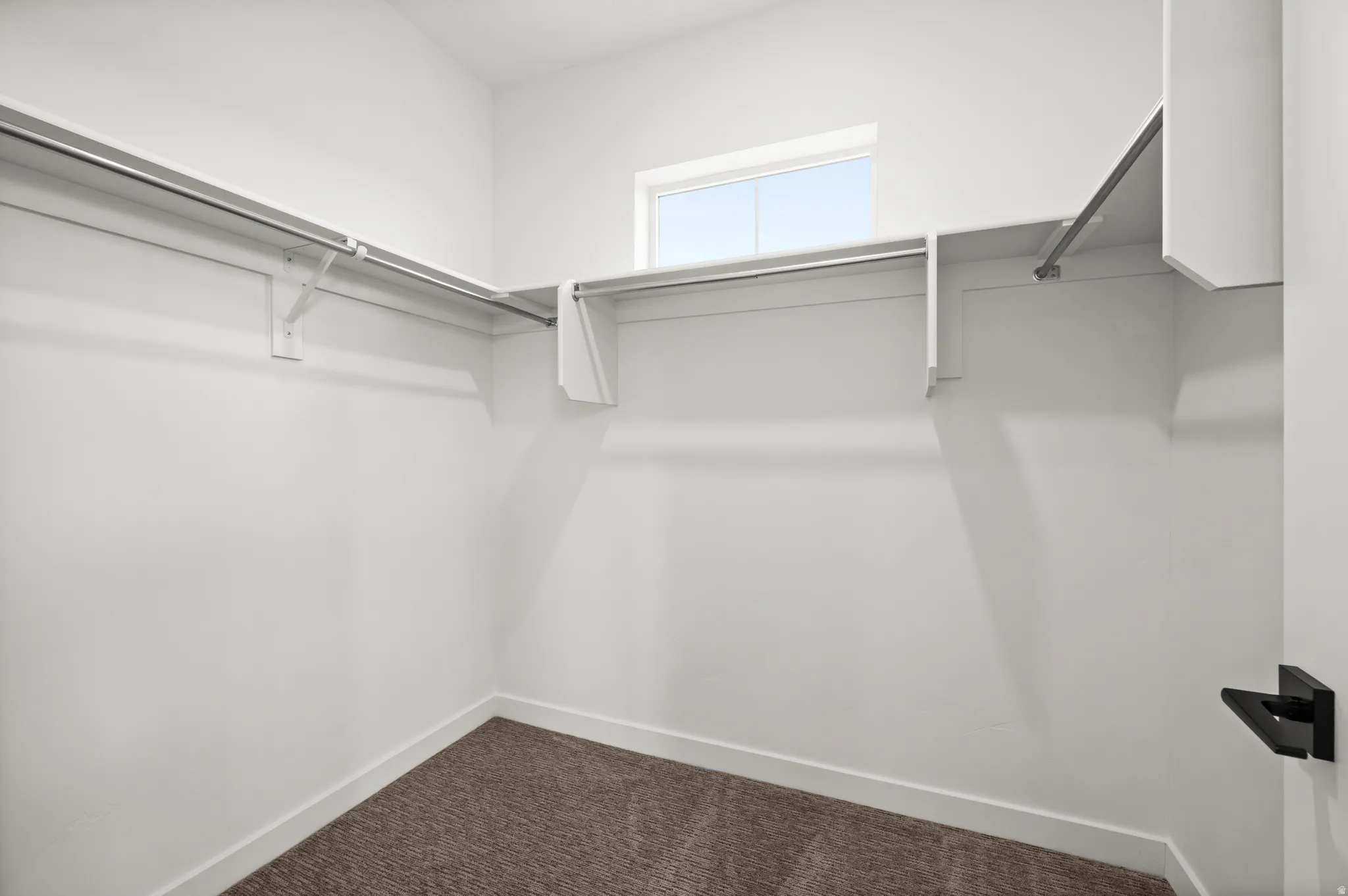 Walk-in closet featuring white shelving and hanging rods, a transom window, wall-to-wall carpeting, and a dark bronze door handle