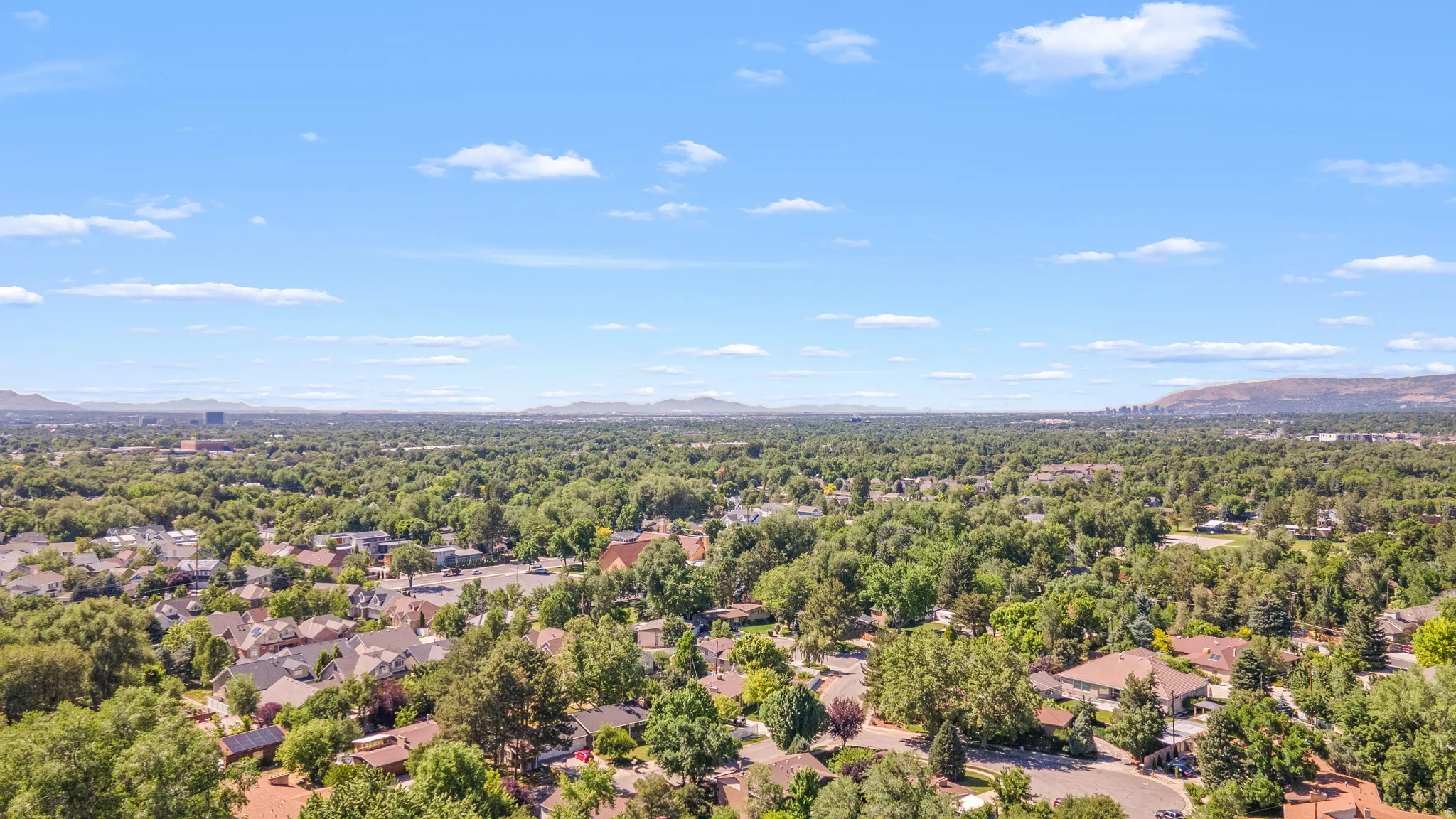 Expansive aerial perspective showcasing a mature tree canopy