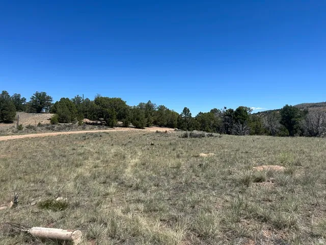 Expansive land featuring natural grasses and mature trees under a clear sky