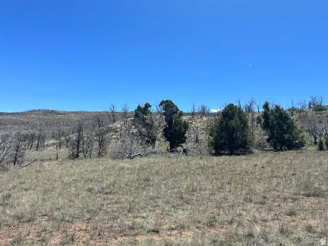Expansive open land featuring natural grasses and scattered evergreen trees