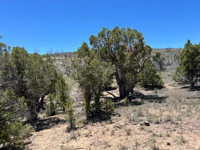 Arid landscape featuring diverse evergreen foliage and exposed soil