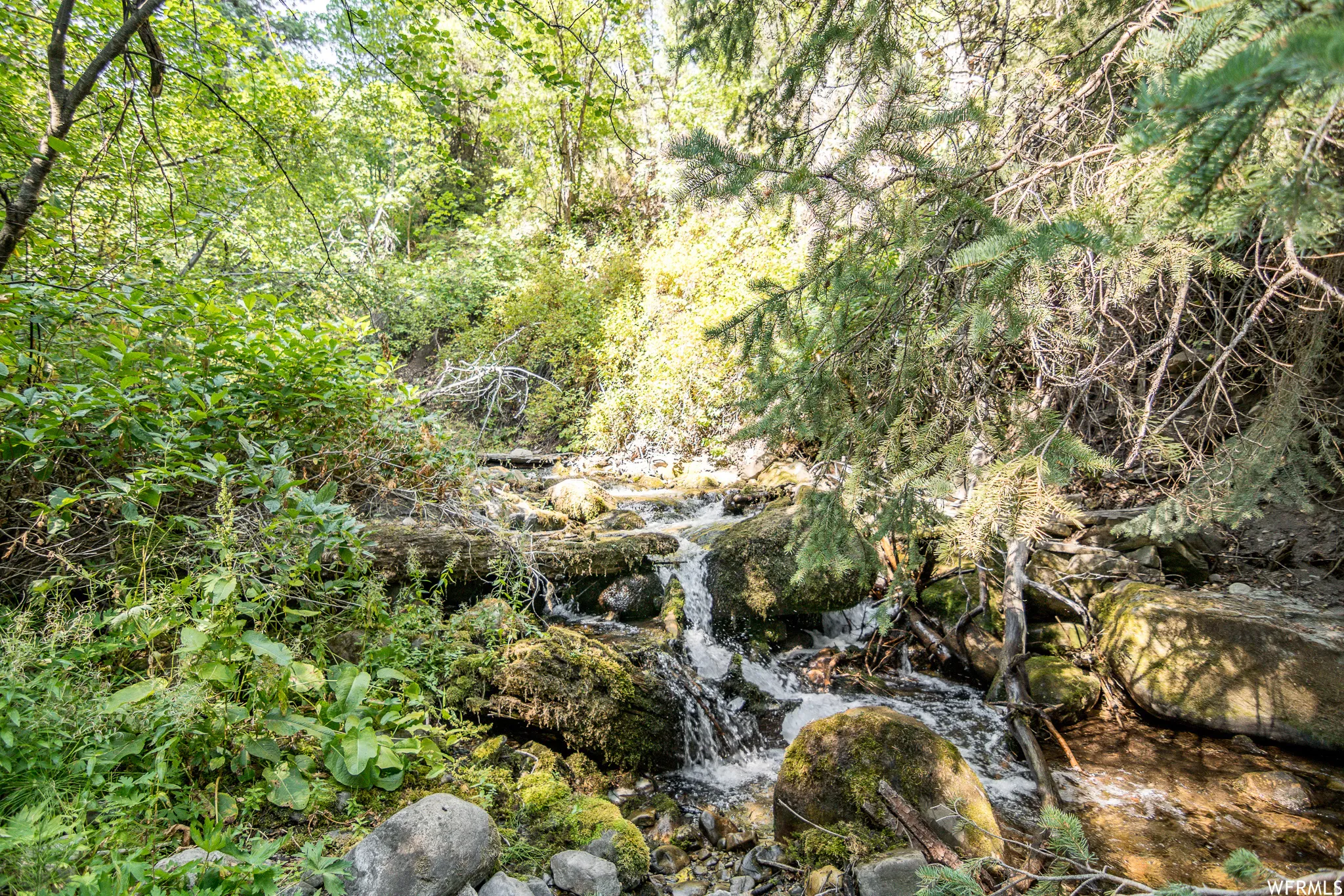 Natural stream featuring flowing water over moss-covered rocks and lush surrounding foliage, including pine branches