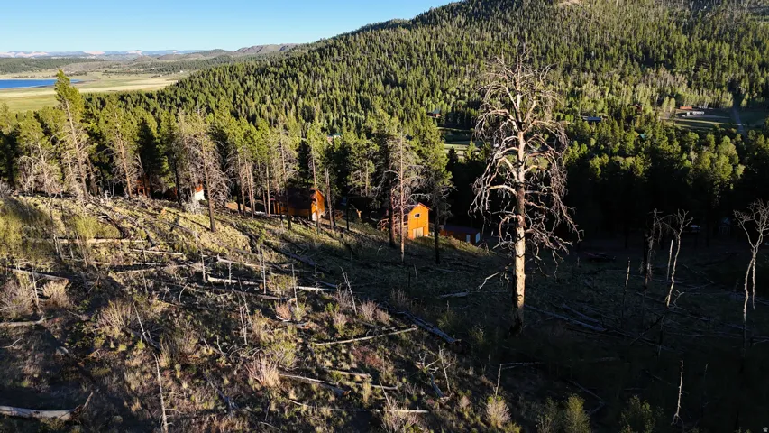 Mountainous landscape featuring a dense evergreen forest