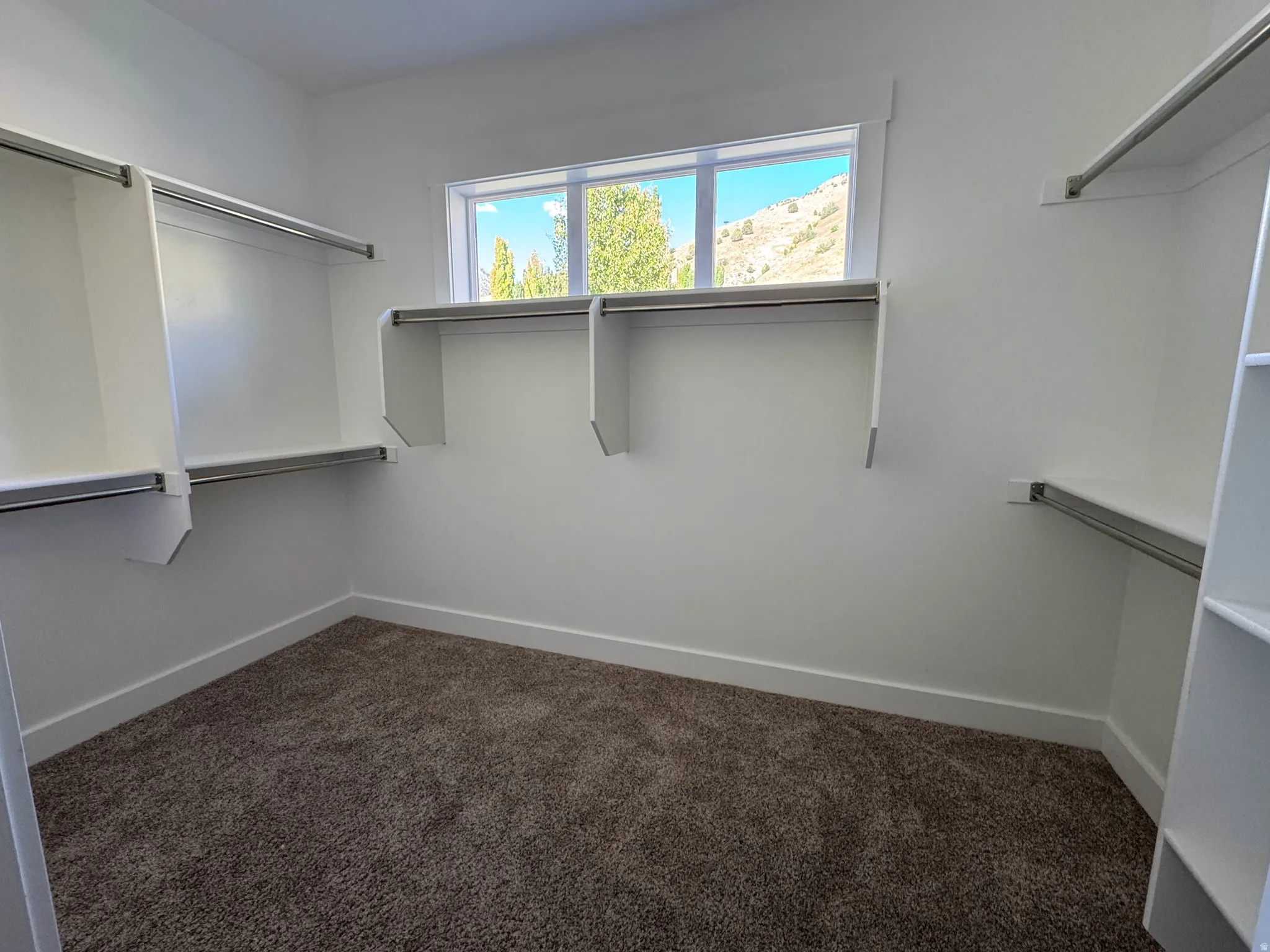 Walk-in closet featuring built-in shelving, hanging rods, an exterior window, white trim, and brown carpet