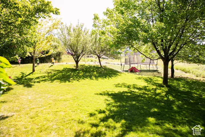 Expansive grassy backyard featuring a gentle slope, mature deciduous trees, and natural vegetation at the perimeter