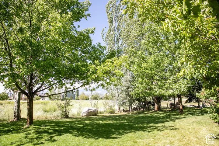 Expansive green lawn with mature trees providing dappled sunlight