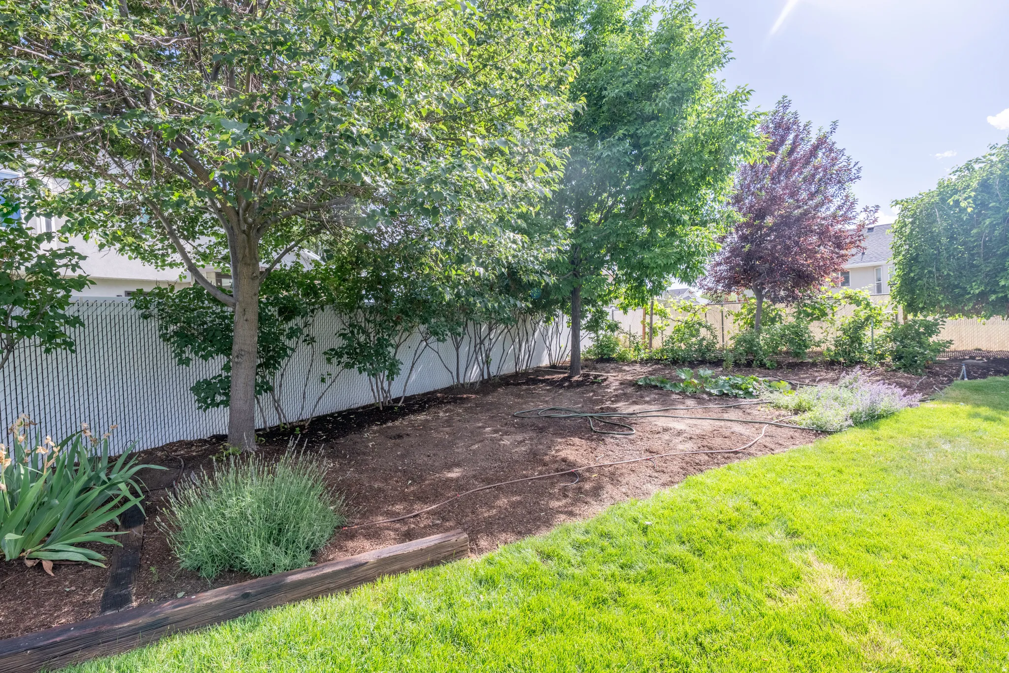 Expansive backyard featuring a lush lawn, mature trees, and a white chain-link fence