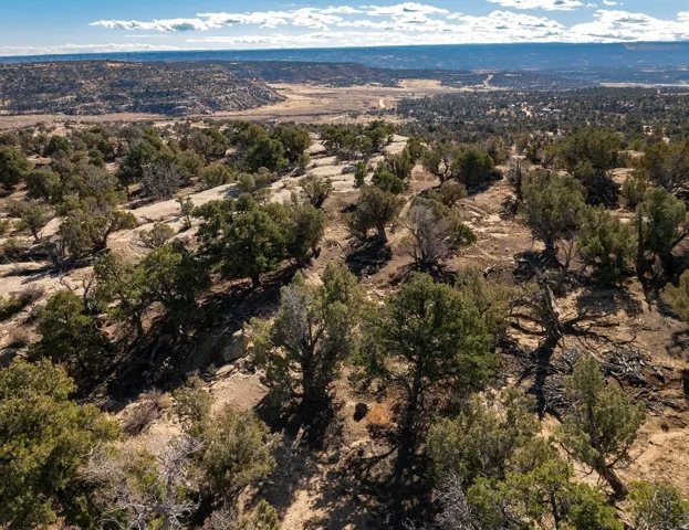 Expansive desert landscape featuring numerous evergreen trees and natural rock formations