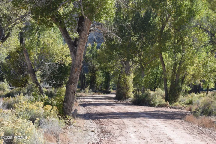 Dirt road framed by mature trees and natural vegetation