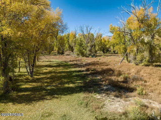 Expansive natural landscape featuring lush green ground cover and mature trees with vibrant yellow foliage