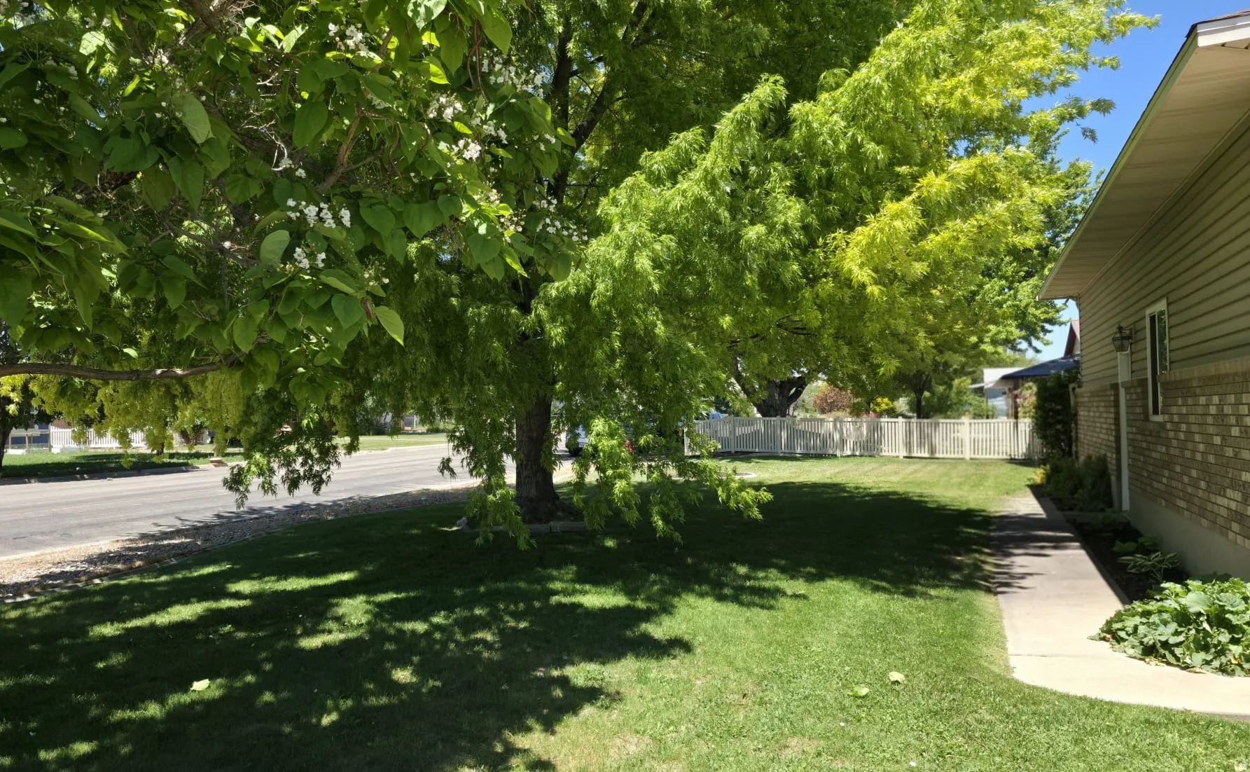 Expansive lawn area featuring mature trees, a concrete pathway, and a tan vinyl fence